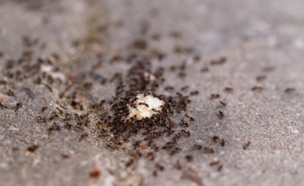 deratizace mravenců