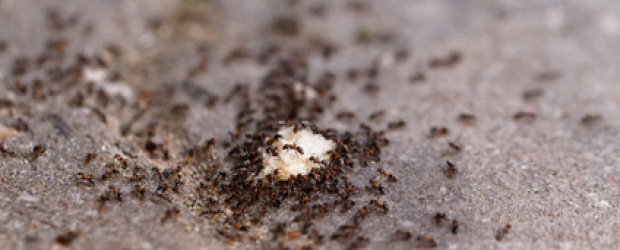 Deratizace mravenců