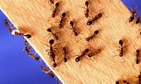 Deratizace mravenců 1