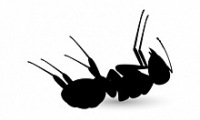 Deratizace mravenců 4
