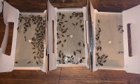Deratizace švábů 8