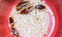Deratizace švábů 3
