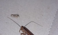 Deratizace švábů 15